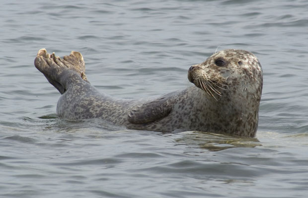 Blakeney Point Seal Trips